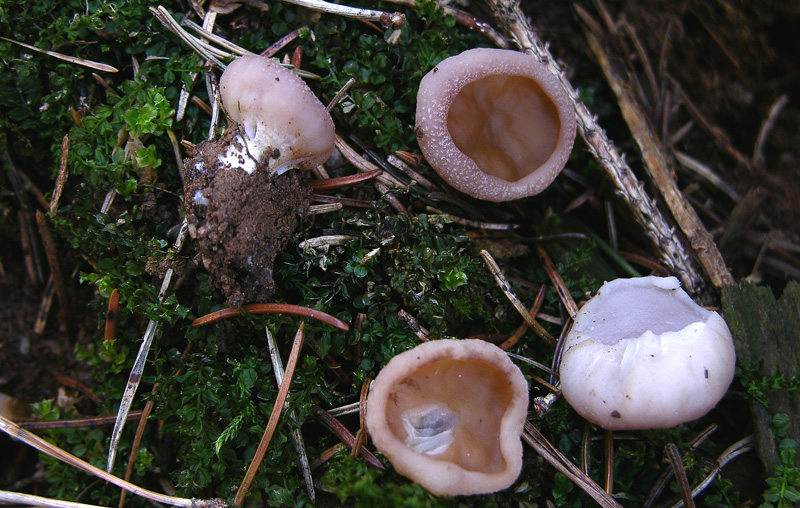 Ecco i primi ascomiceti.